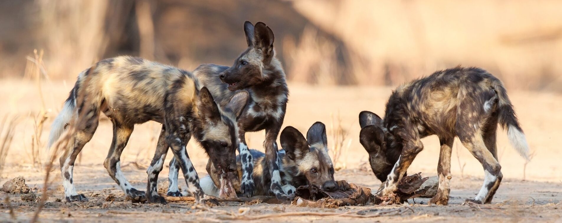 Wild dogs in Mana Pools