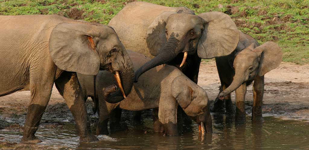 Forest elephants