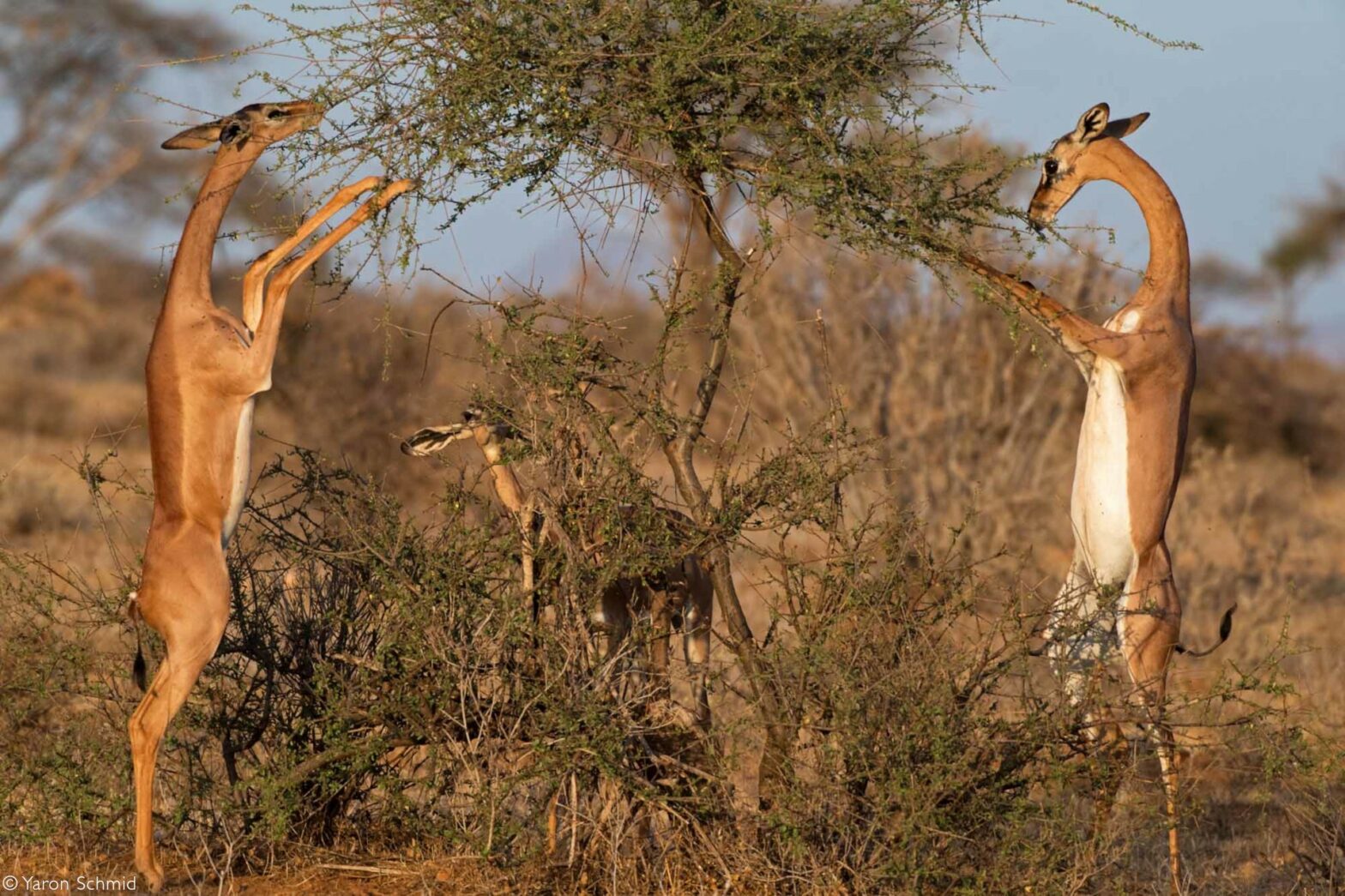 Gerenuk Africa s Gawky Oddball Africa Geographic Gerenuk Africa s Gawky Oddball Africa Geographic