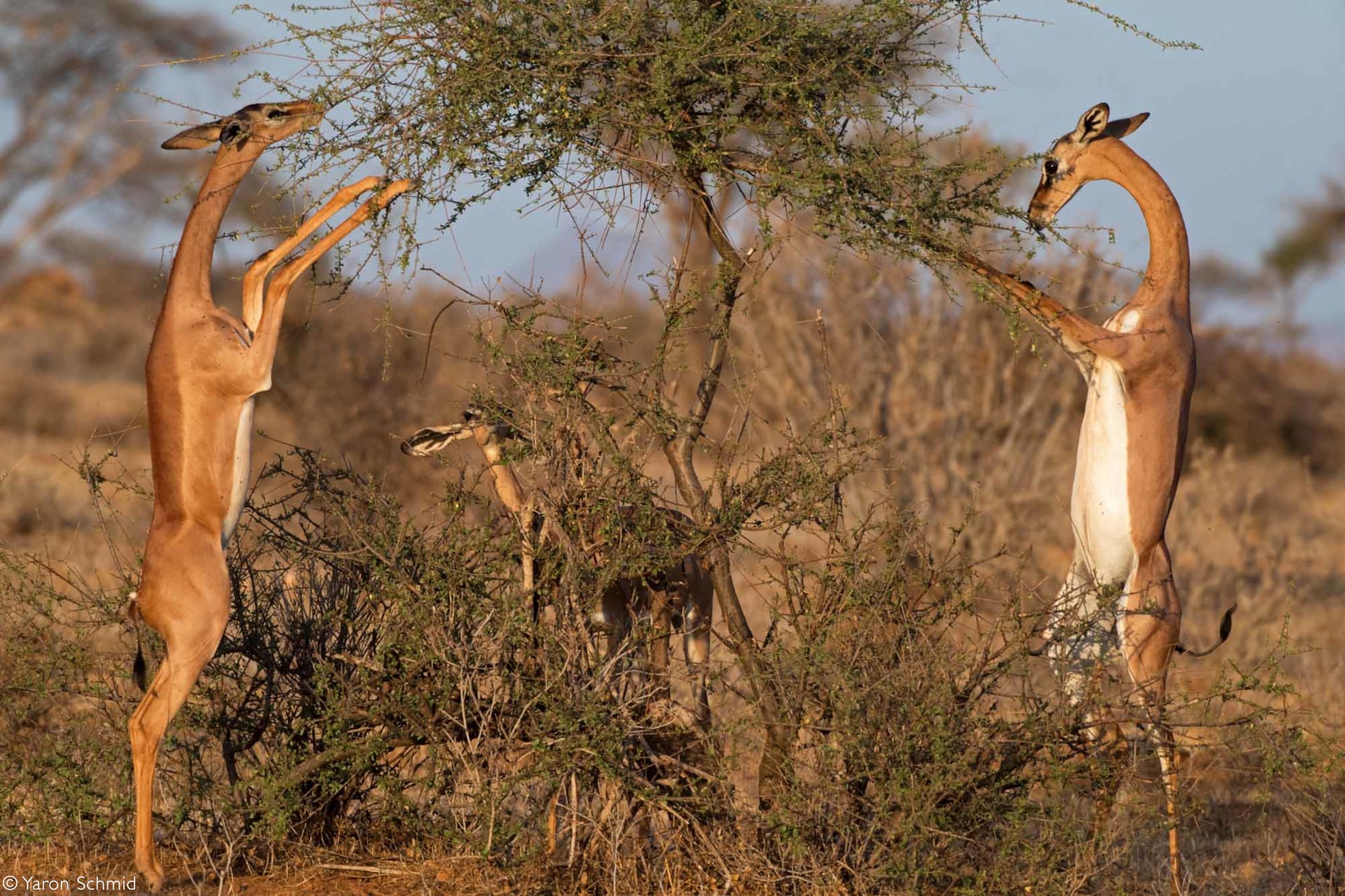 Gerenuk Africa s Gawky Oddball Africa Geographic