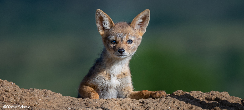 Jackal pup