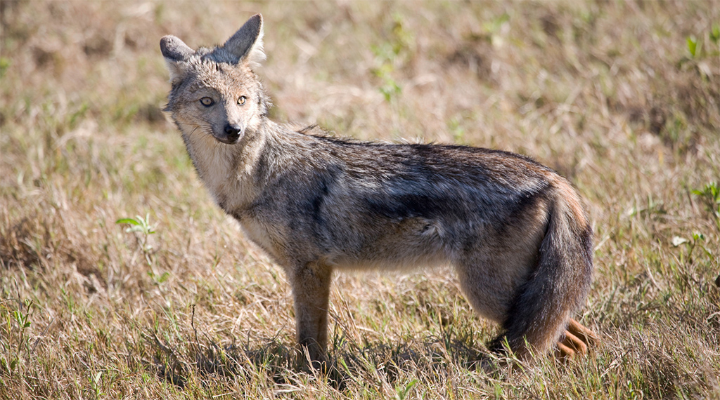 Jackals of Africa