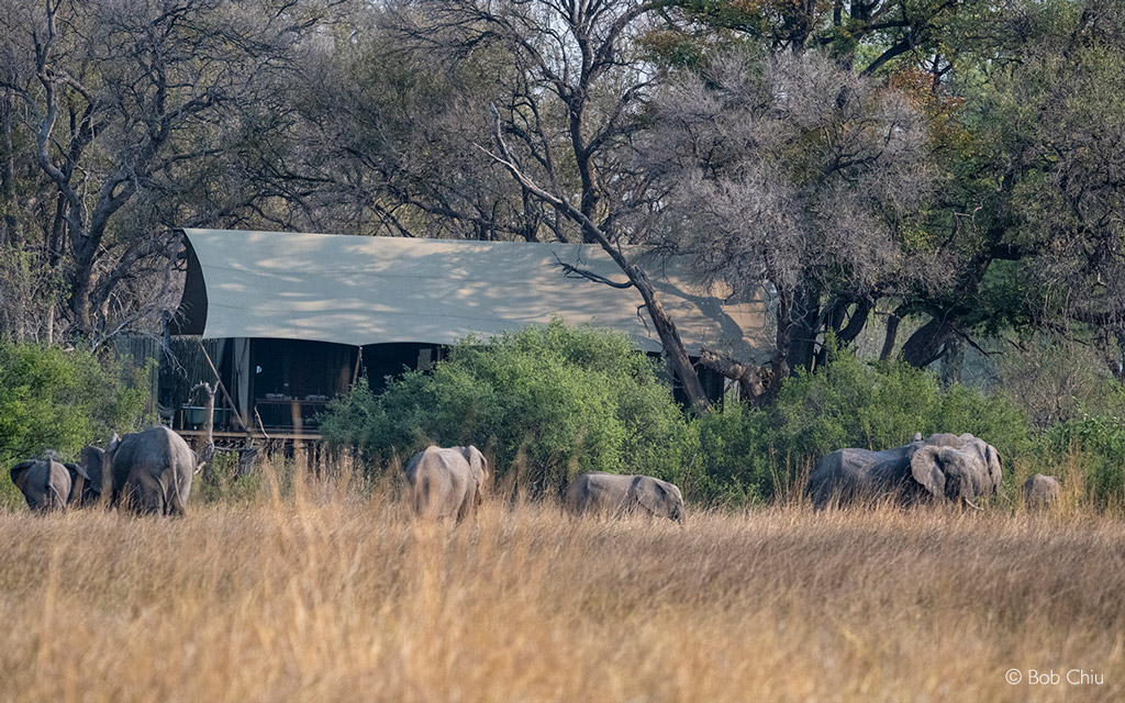 Sable and Roan - the 'horse-goat' antelopes - Africa Geographic