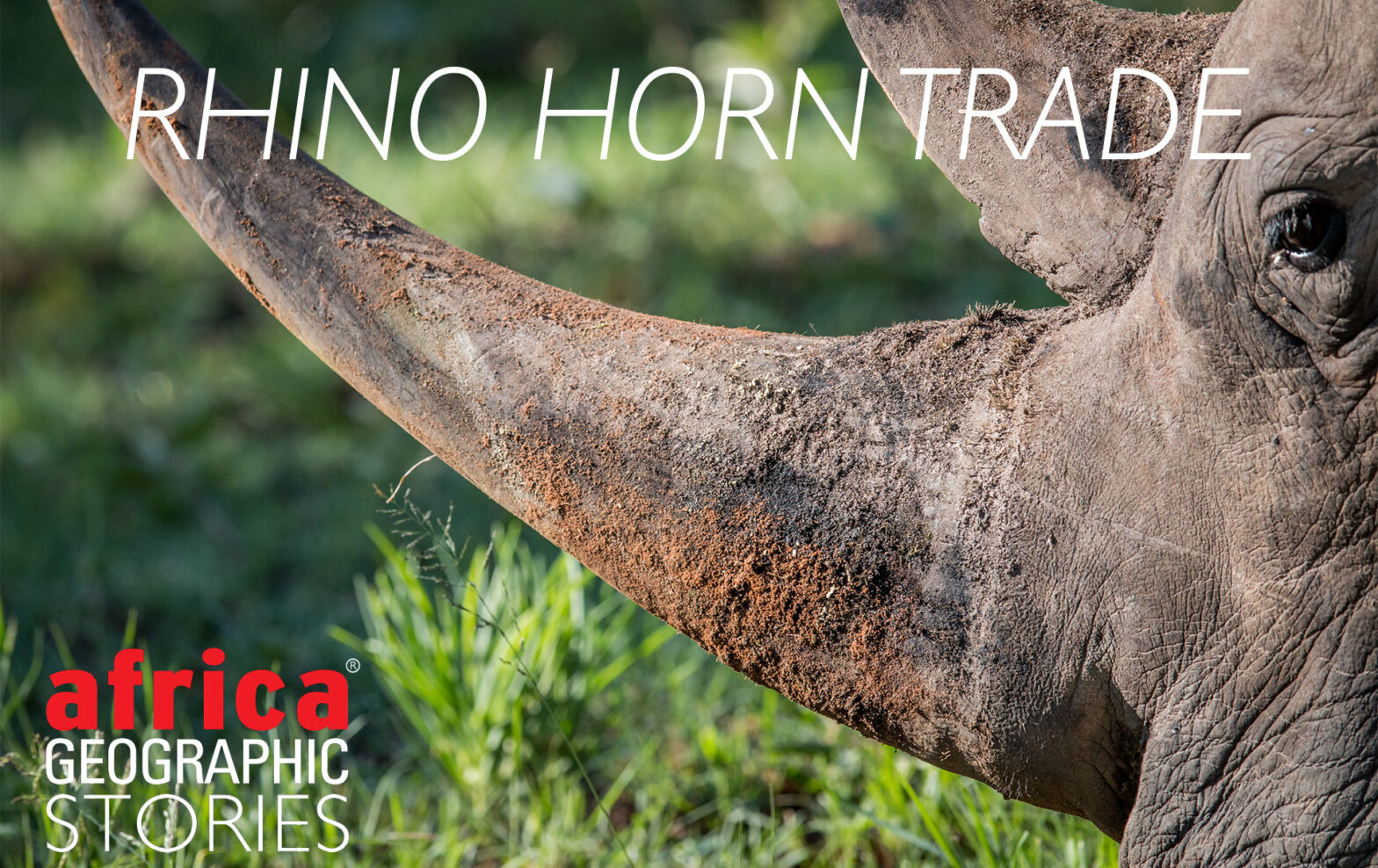 rhino horn