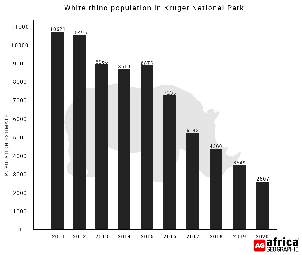 Kruger rhino poaching update: 75% population reduction in 10 years