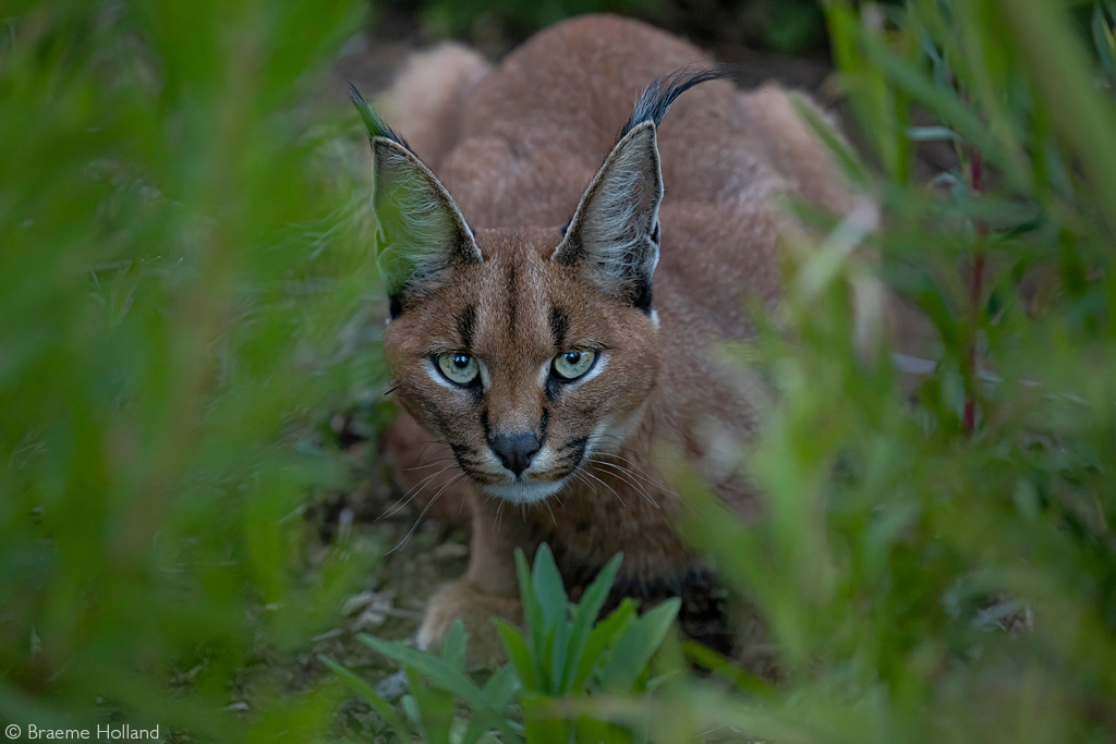 These Caracal Kittens Will Captivate Your Heart With One Glance