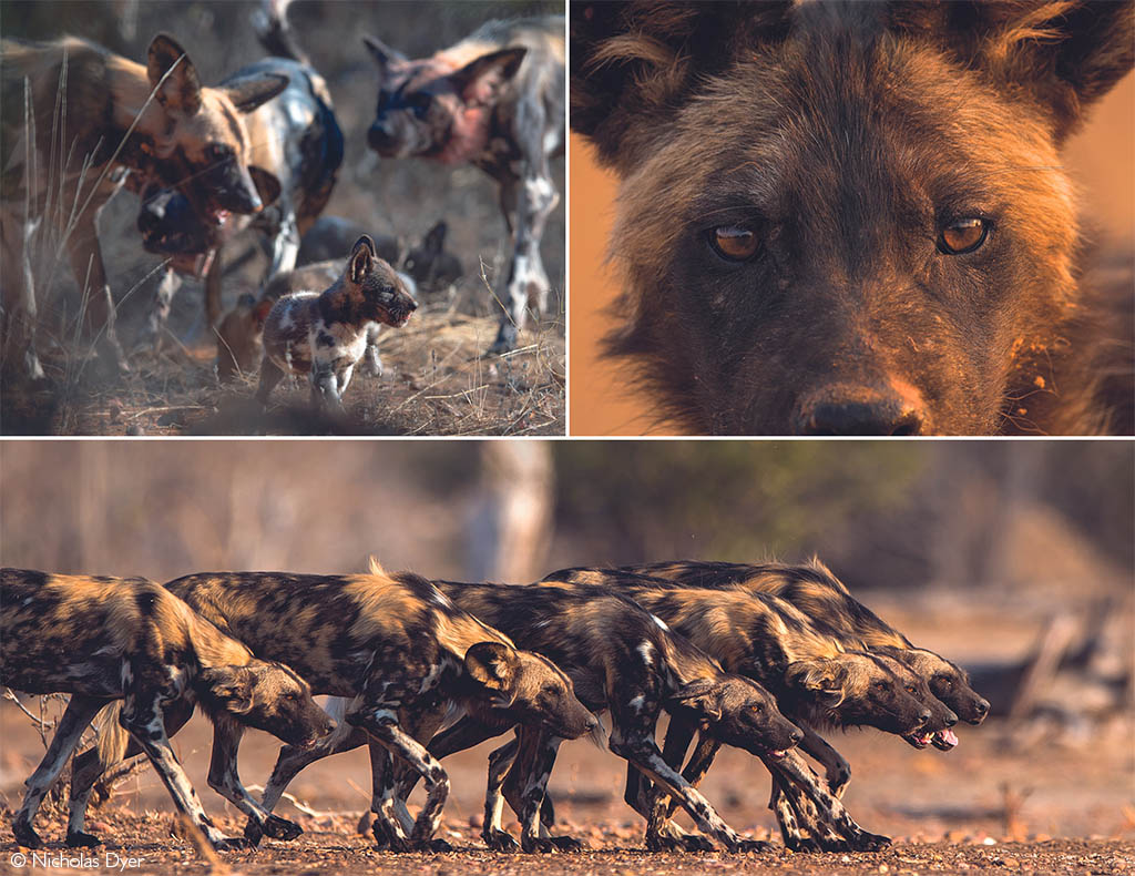 african wild dog habitat maps