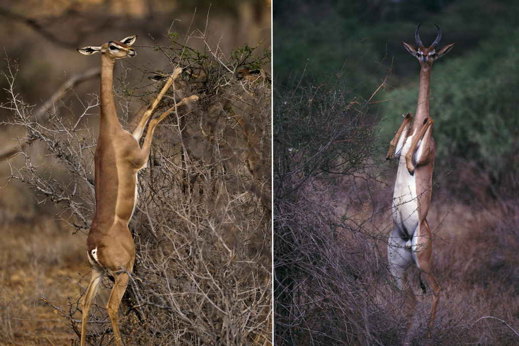 Gerenuk