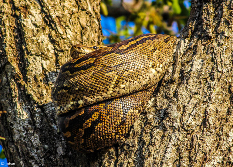 Photographer Of The Year 2022 Weekly Selection Week 2 Africa Geographic   Johan Python KNP SA 768x551 