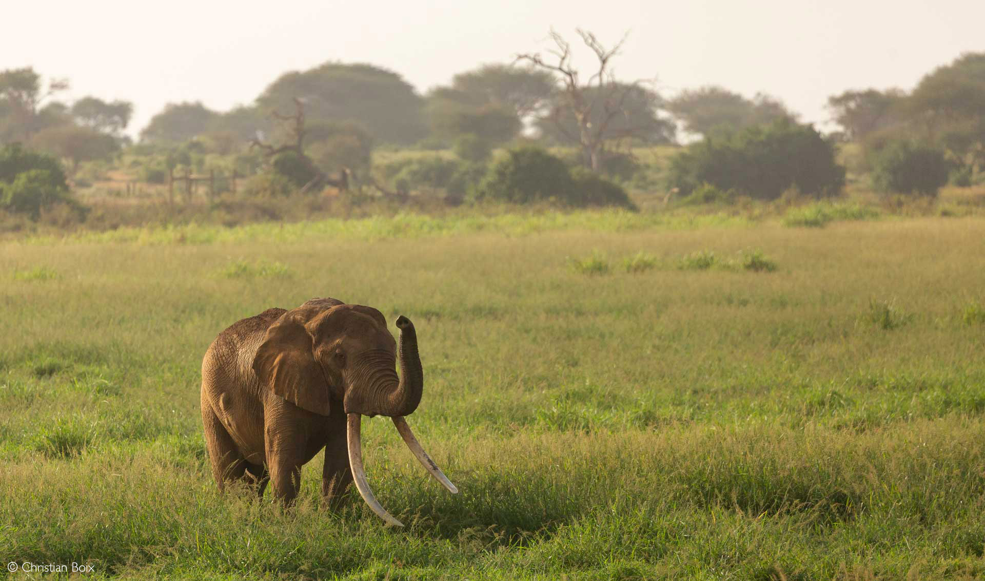 African safari