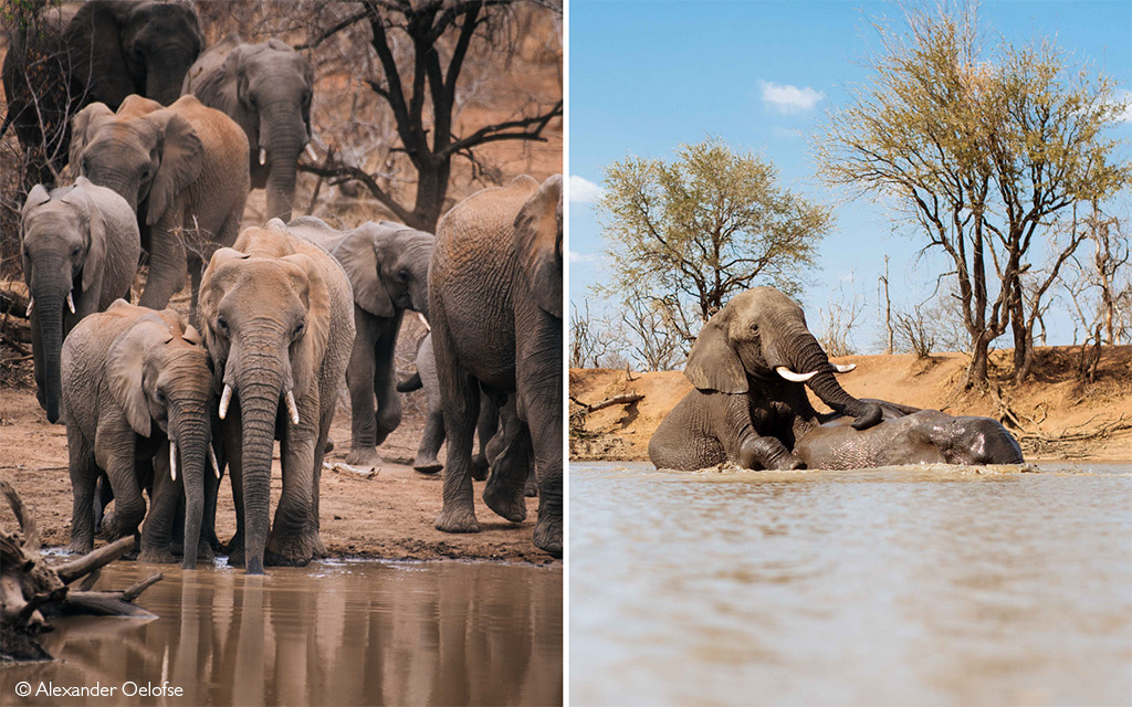 Elephants in Pongola