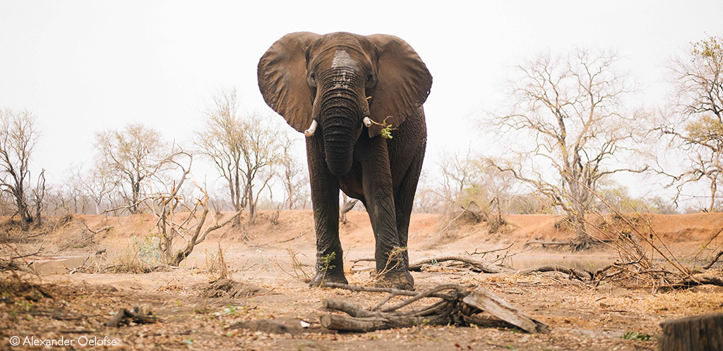 Elephant in Pongola during drought