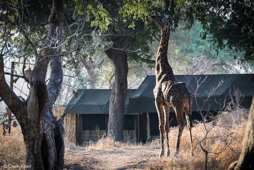 Giraffe in Katavi