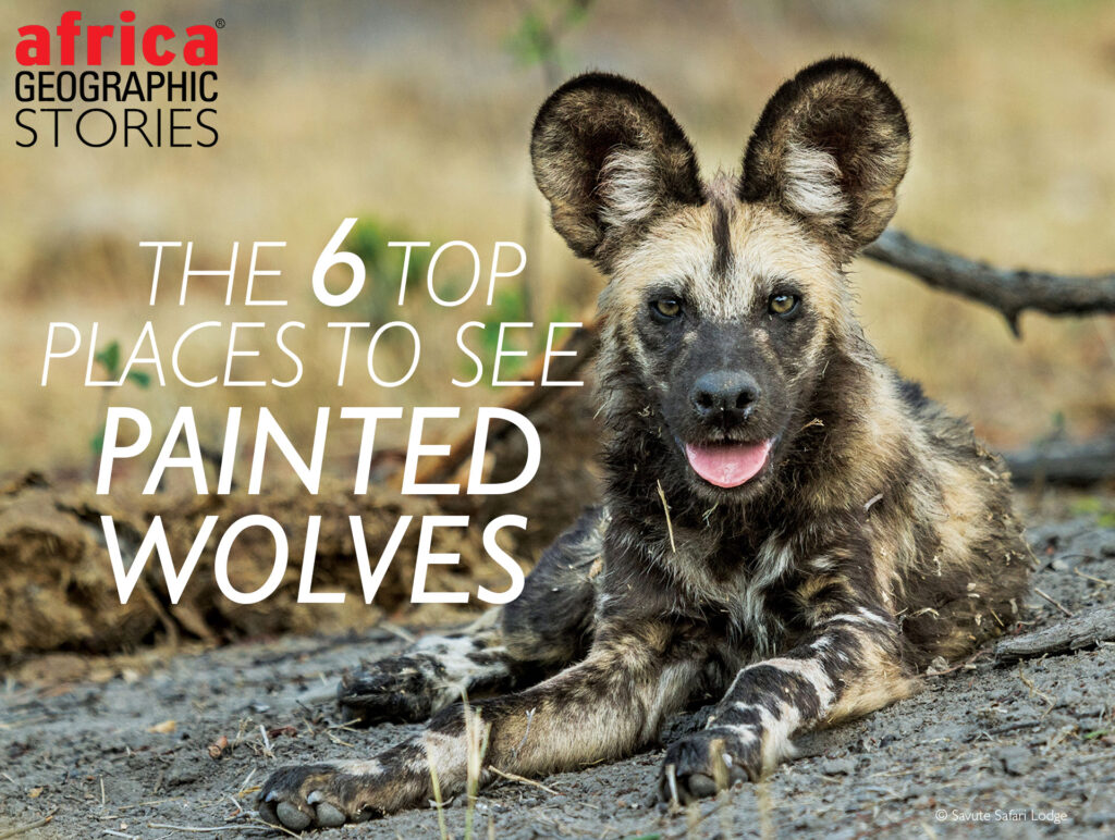 The 6 top places to see painted wolves Africa Geographic