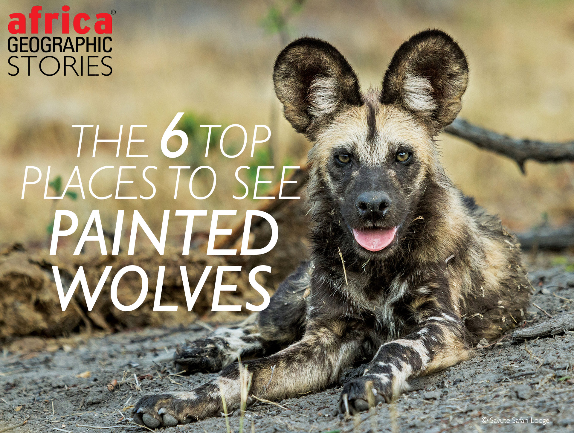 African wild dog facts