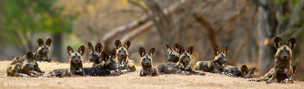 Wild dogs in Mana Pools