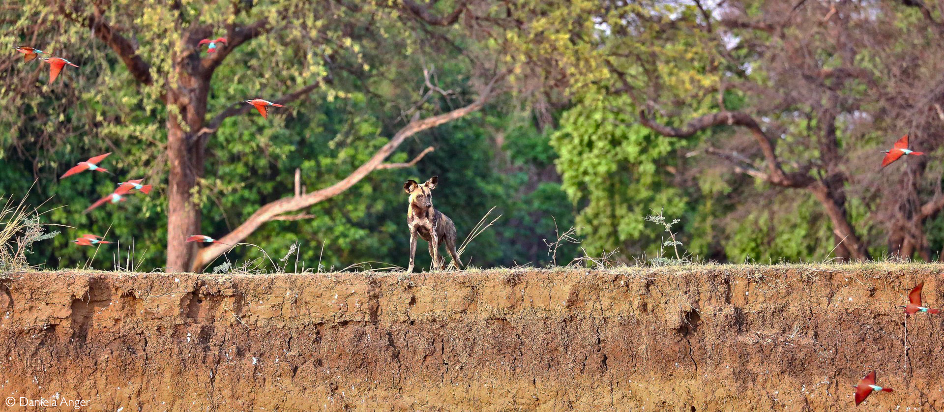 Painted wolf at Luangwa River