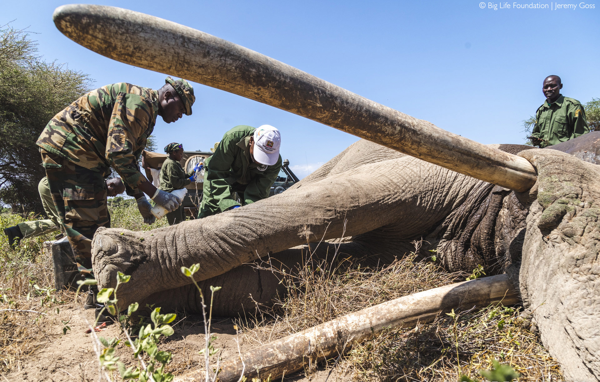 Super tusker Tolstoy treated for spear wound - Africa Geographic