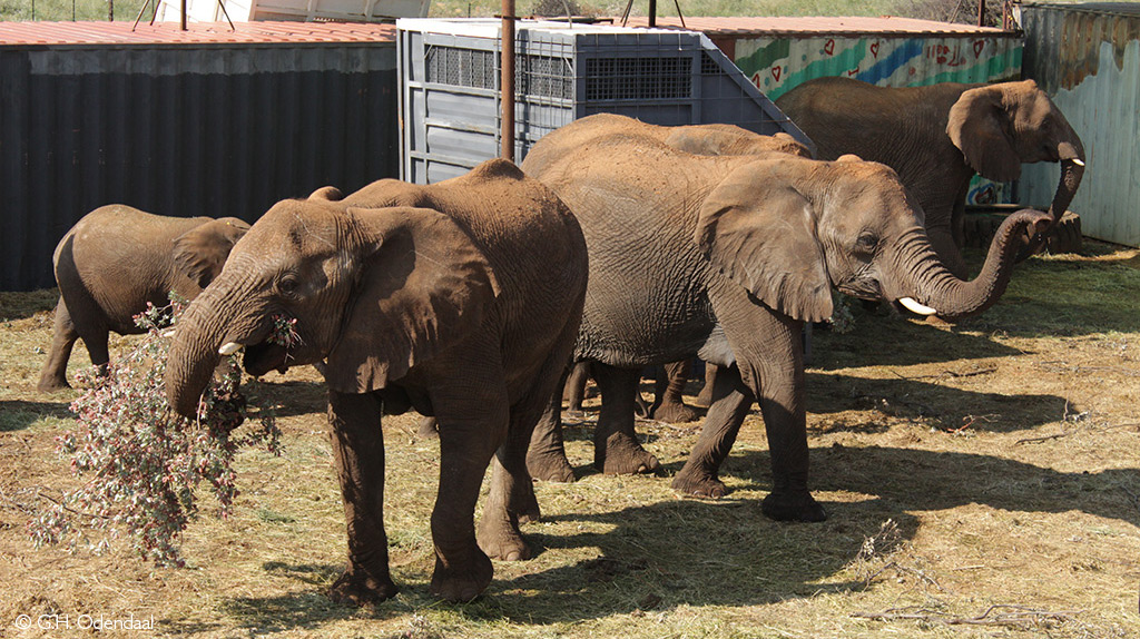 Elephants in their quarantine facility