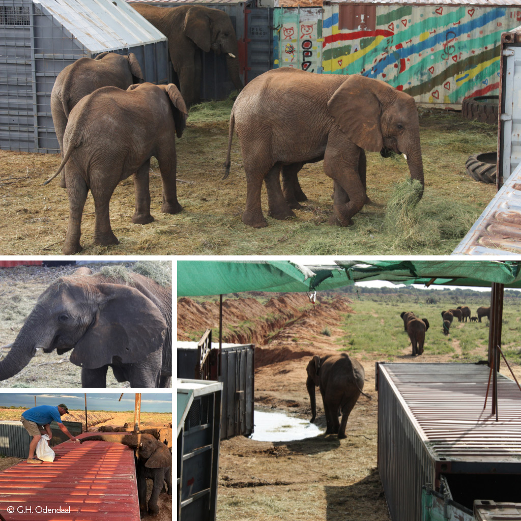Elephants in their quarantine facility