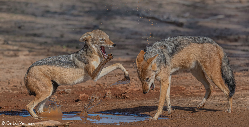 Photographer of the Year