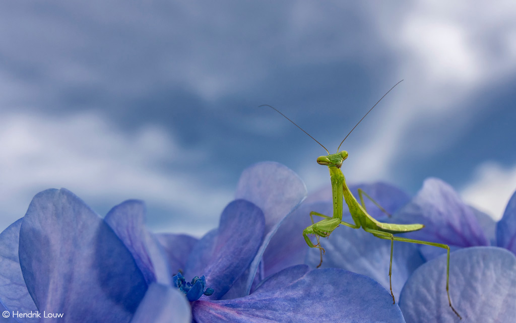 Photographer of the Year