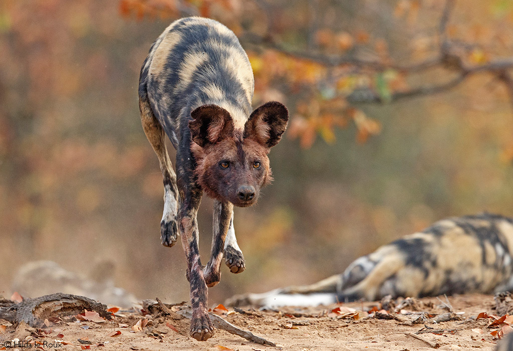 A painted wolf in Kruger National Park