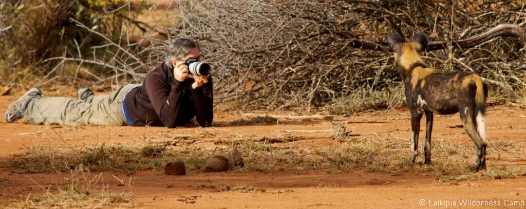 Photographing the canids in Laikipia