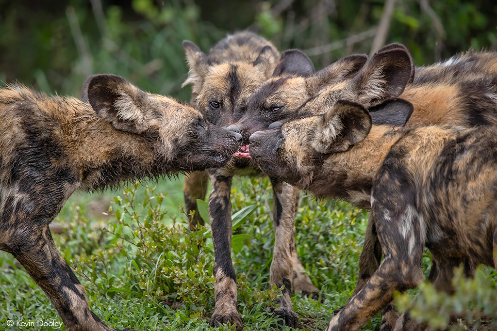 Wild dogs in Madikwe