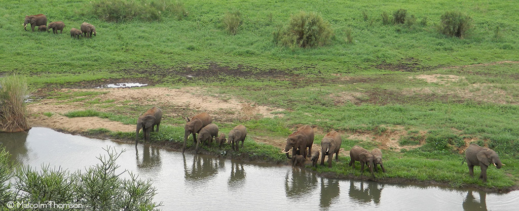 Elephants in Pongola