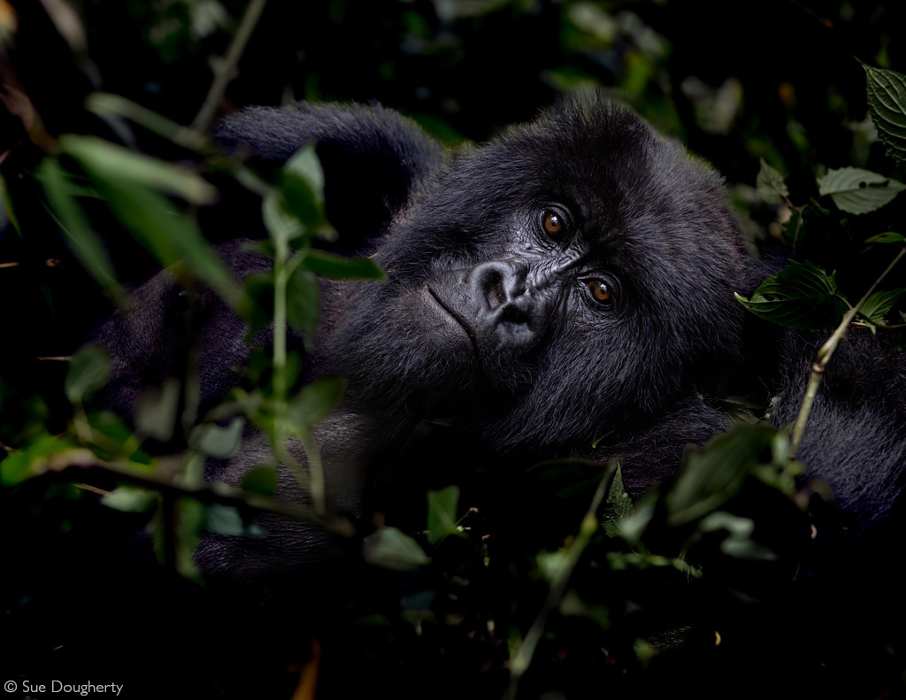 https://africageographic.com/wp-content/uploads/2022/03/Sue-Dougherty-mountain-gorilla-soulful-rwanda.jpg