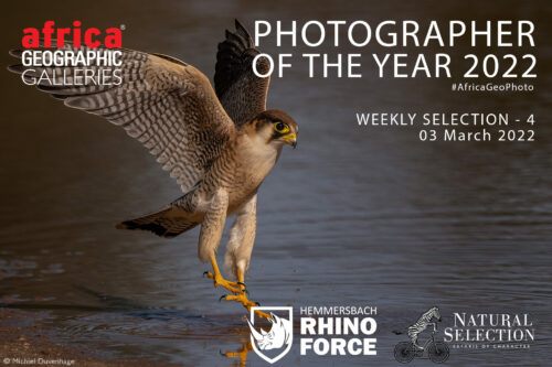 Photographer of the Year week 4