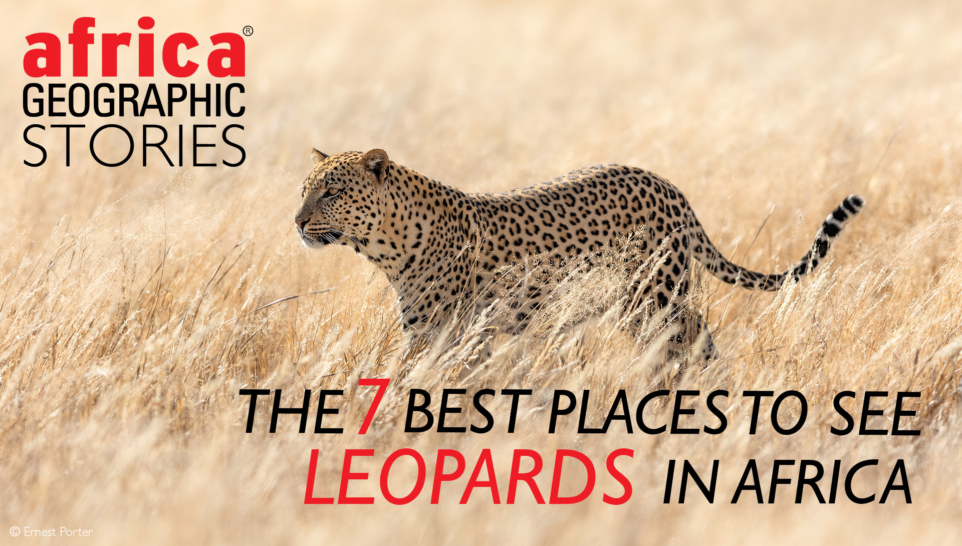 leopard safari in