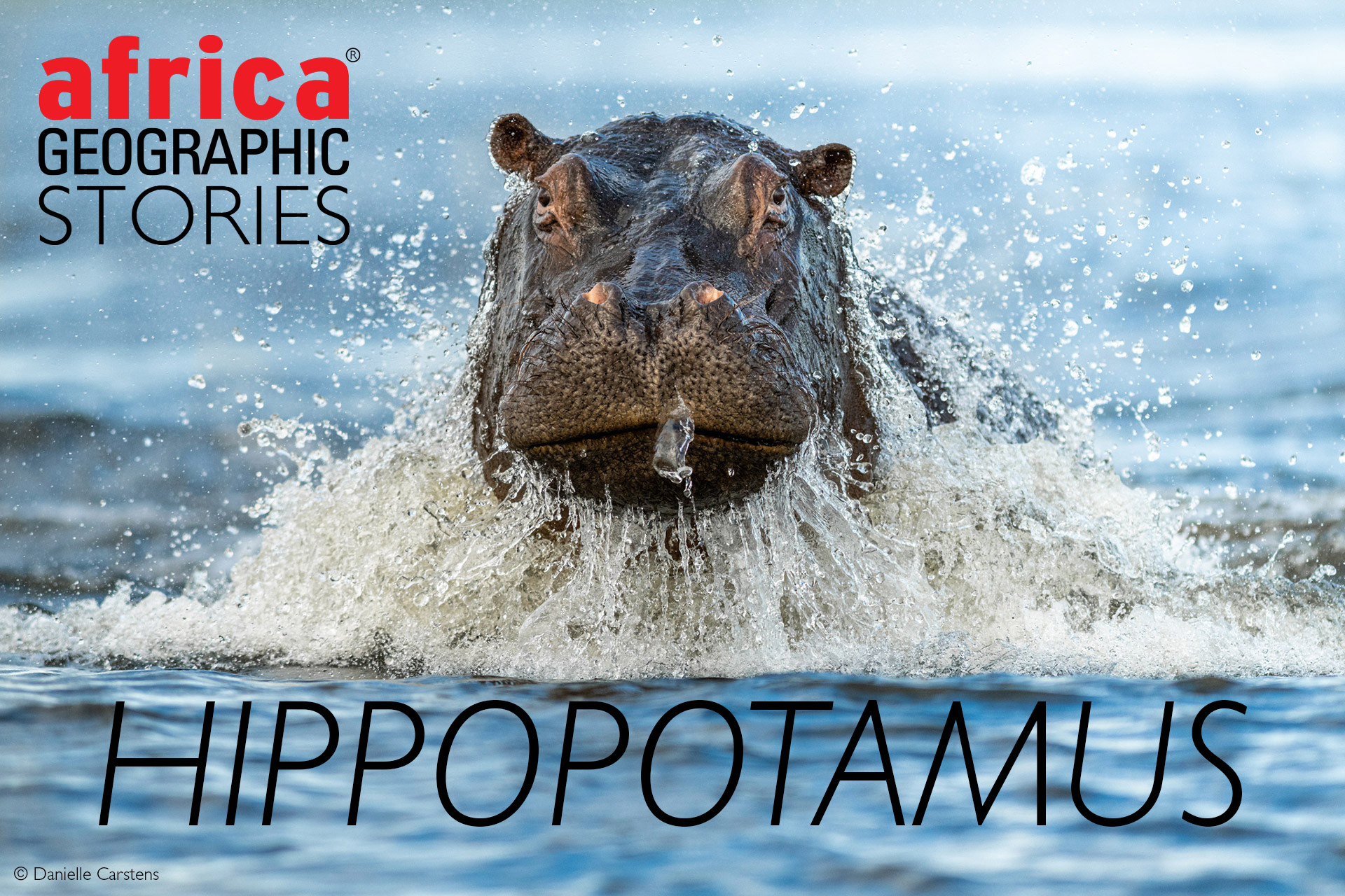 Hippopotamus - Africa Geographic