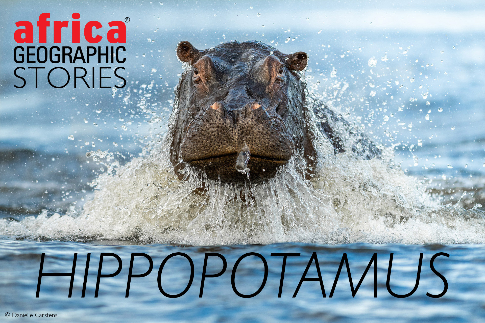 hippopotamus