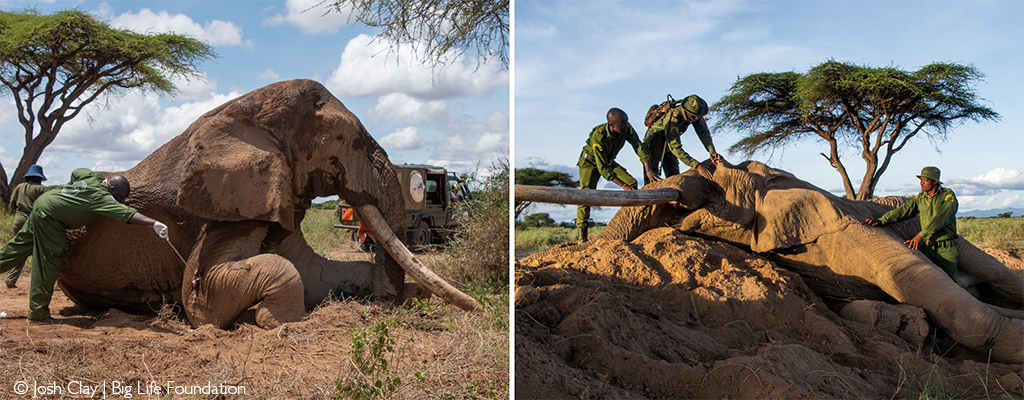 Iconic super tusker Tolstoy dies in Amboseli