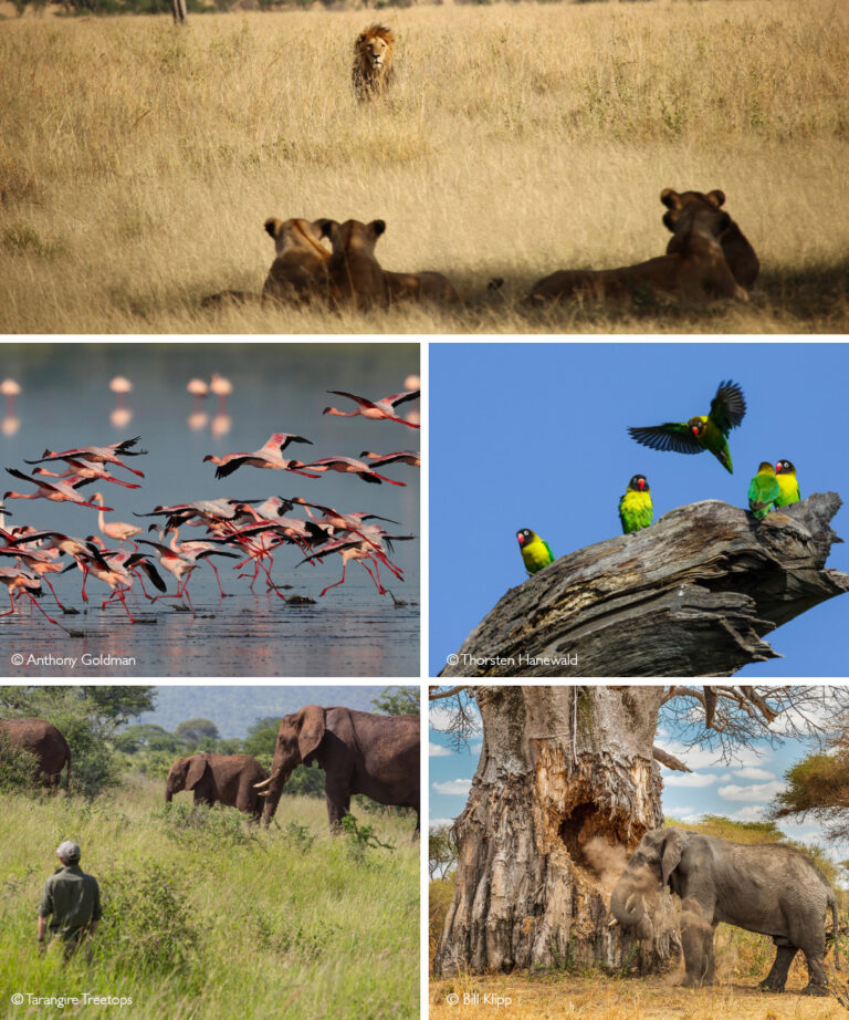 Tarangire National Park - Africa Geographic