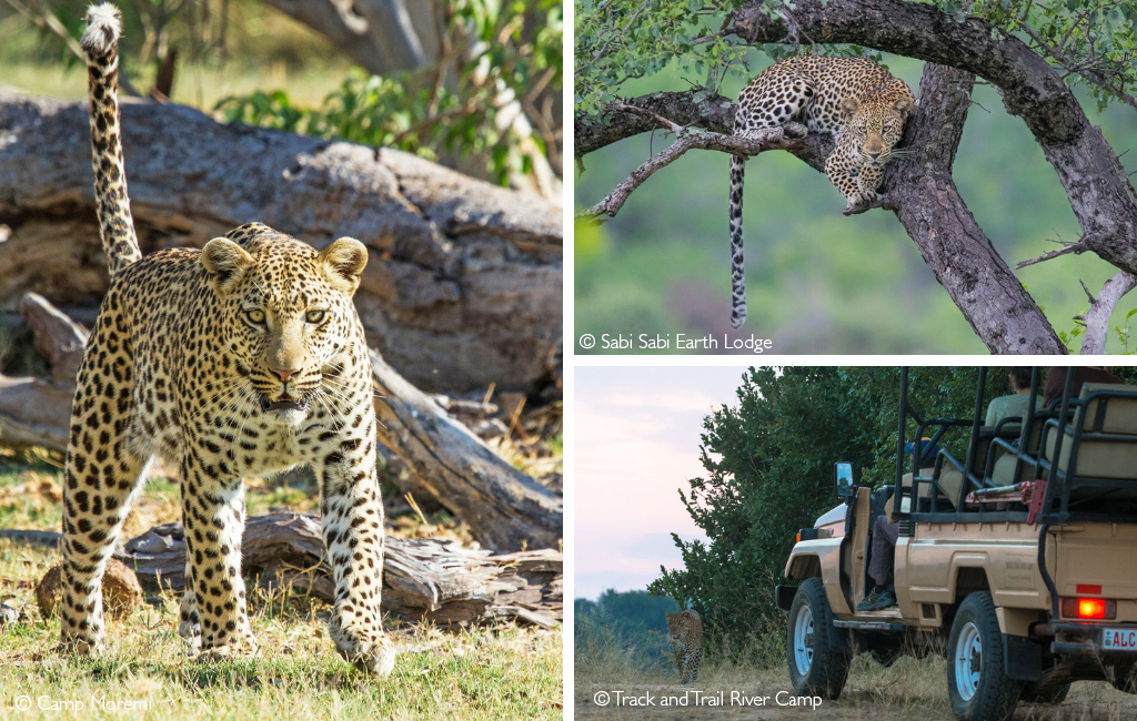 Best places to see leopards in Africa on safari - Lonely Planet