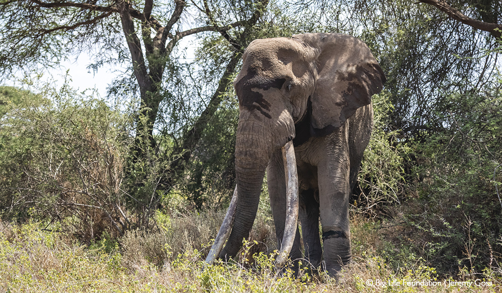 Tim, Kenya's largest elephant dies at Amboseli aged 50 - See