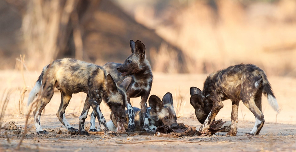Kids eat first: new research on wild dog feeding habits