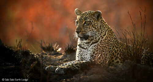 See Leopard The best places to see leopards in Africa - Africa Geographic
