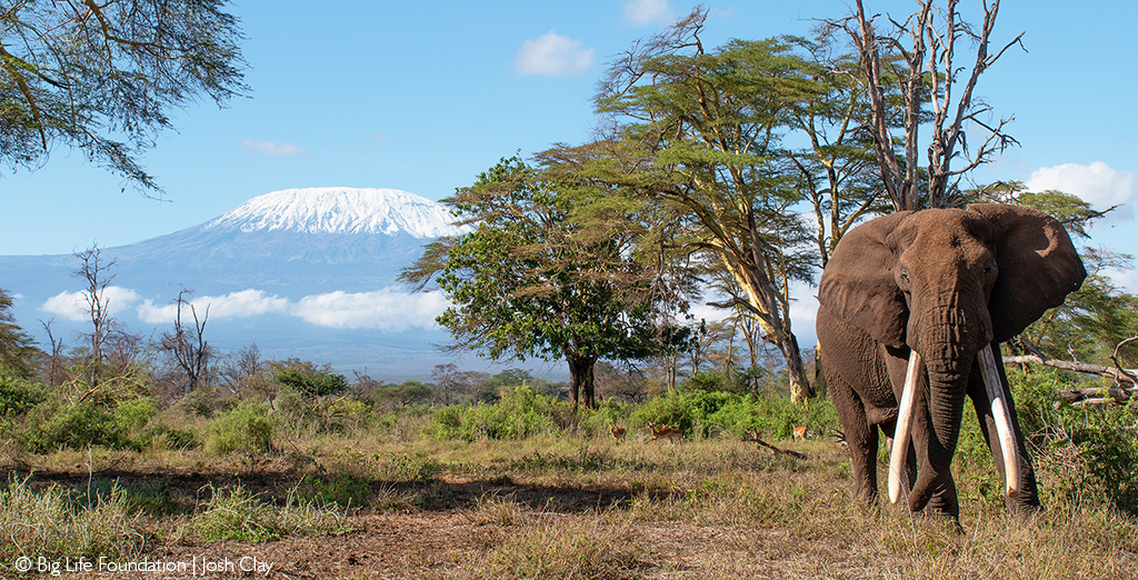 Baby elephant's adorable charge towards vehicle amuses tourists