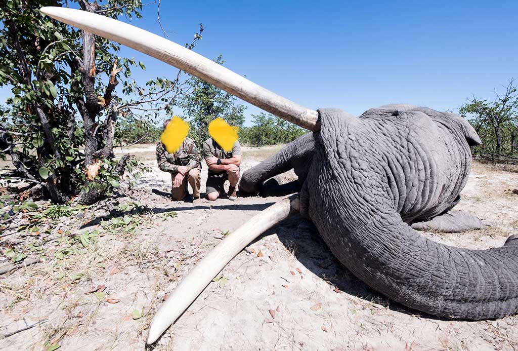 Trophy hunters kill two of Africa’s biggest elephants in Botswana