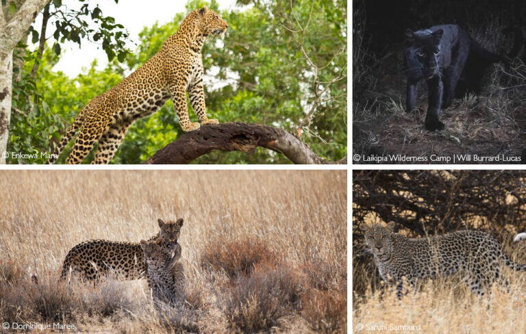 The 7 best places to see leopards in Africa - Africa Geographic