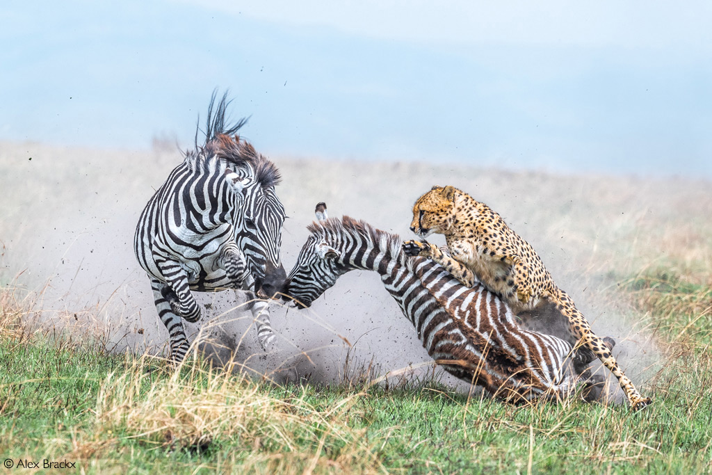 wildlife photography national geographic