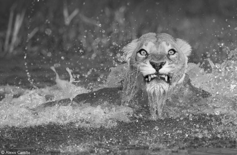 Photographer of the Year 2022 Top 101 - Gallery 1 - Africa Geographic