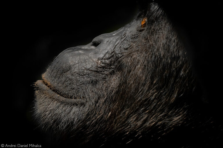 Photographer of the Year 2022 Top 101 - Gallery 3 - Africa Geographic