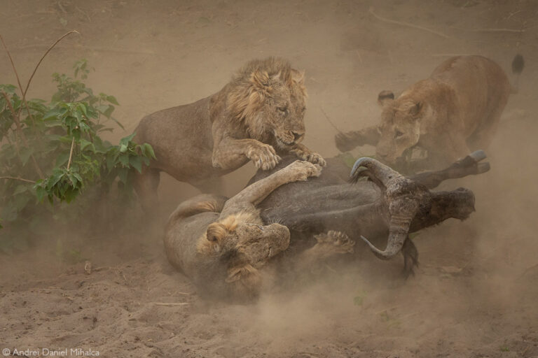 Photographer of the Year 2022 Top 101 - Gallery 4 - Africa Geographic