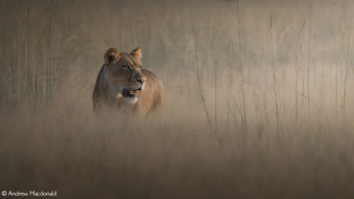 Photographer of the Year 2022 Top 101 - Gallery 1 - Africa Geographic