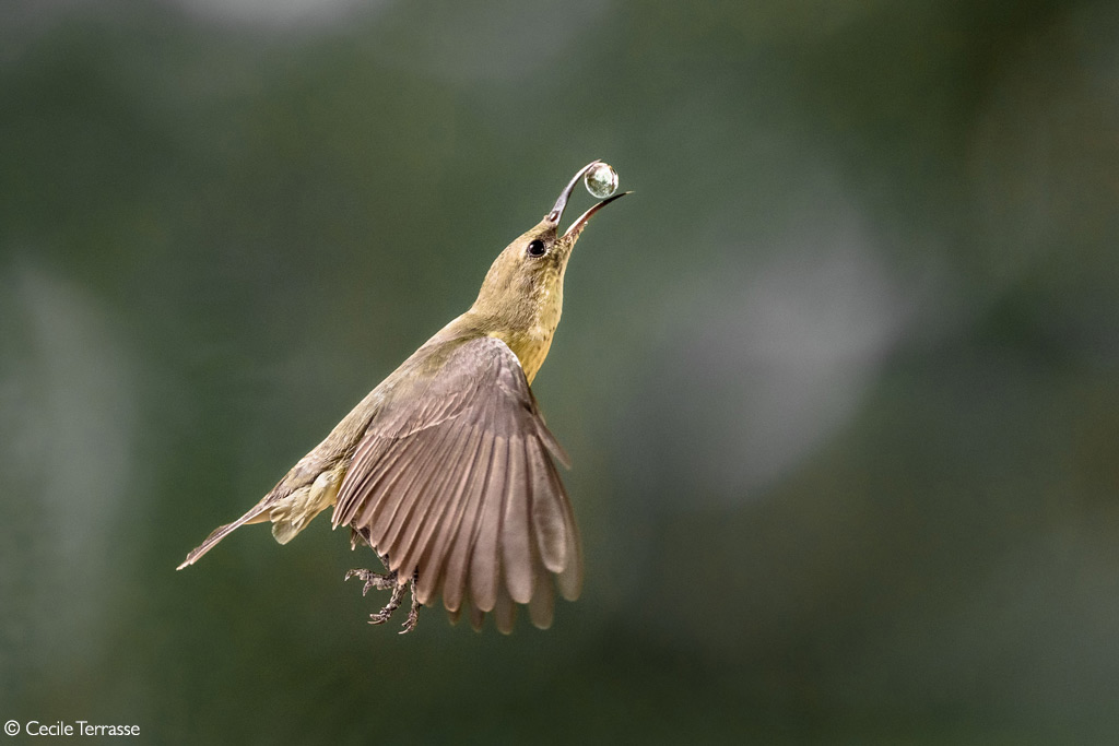 Photographer of the Year 